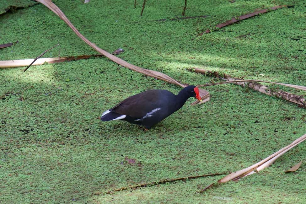Immagine nº 23 di Oahu: Tour privato - Isola del Cerchio - personalizzabile attività a Honolulu, caricata dal fornitore