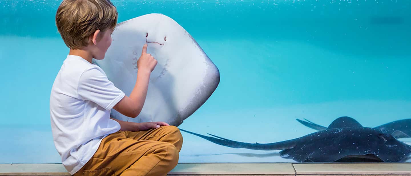 afbeelding n.15 van Mallorca: Toegangbewijs Palma Aquarium met Optionele 3D Bioscoop activiteit in Palma de Mallorca, geüpload door aanbieder