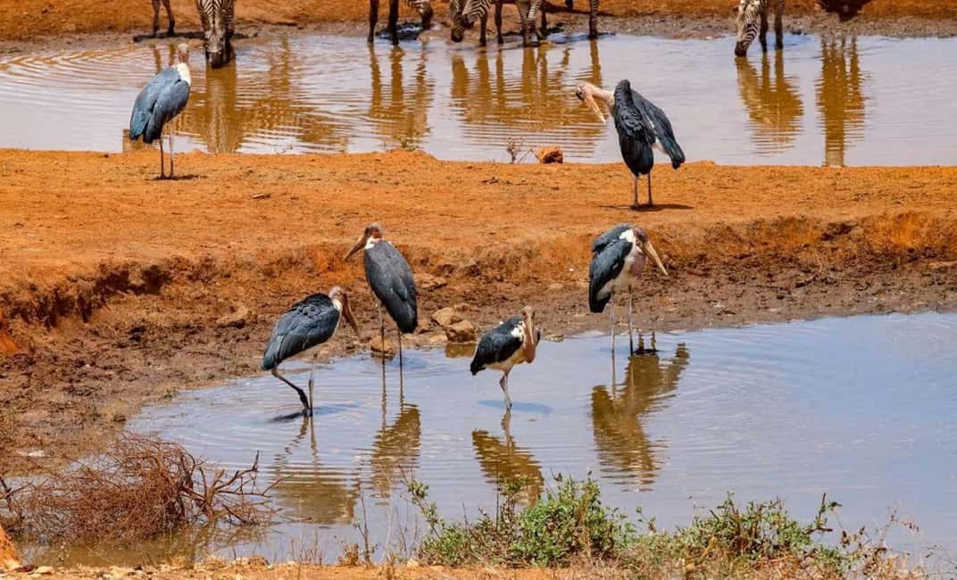 image n.59 of 2-Days Wildlife Safari to Tsavo East & Tsavo West Park activity in Coast Province, uploaded by supplier