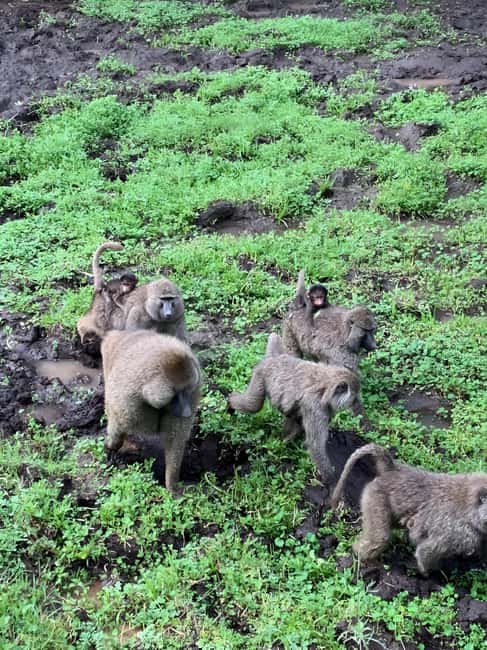 image n.2 of Tanzania: 7-Day Luxury Safari Tour with Hot Air Balloon Ride activity in Arusha (Region), uploaded by supplier