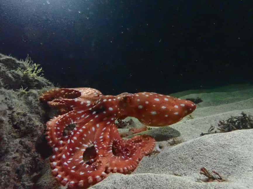 image n.2 of Night Snorkeling: An unforgettable experience! activity in Madeira, uploaded by supplier
