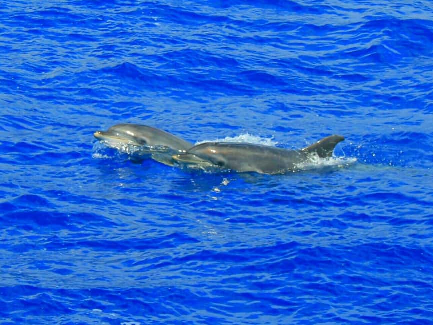 Bild Nr. 17 von Funchal: Delfin- und Walbeobachtung mit dem Luxuskatamaran Aktivität in Câmara de Lobos, hochgeladen vom Anbieter