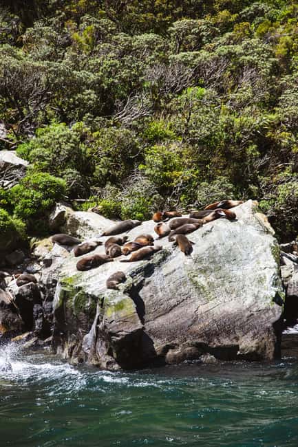 image n.9 of Milford Sound: 2-Hour Small Boat Scenic Cruise activity in South Island, uploaded by supplier