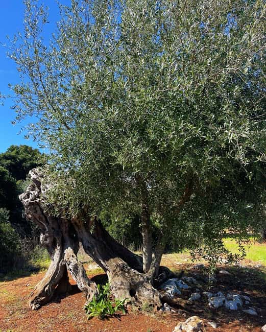 Immagine nº 30 di Ostuni: Tour in bicicletta con un bicchiere di vino e bruschetta attività a Ostuni, caricata dal fornitore