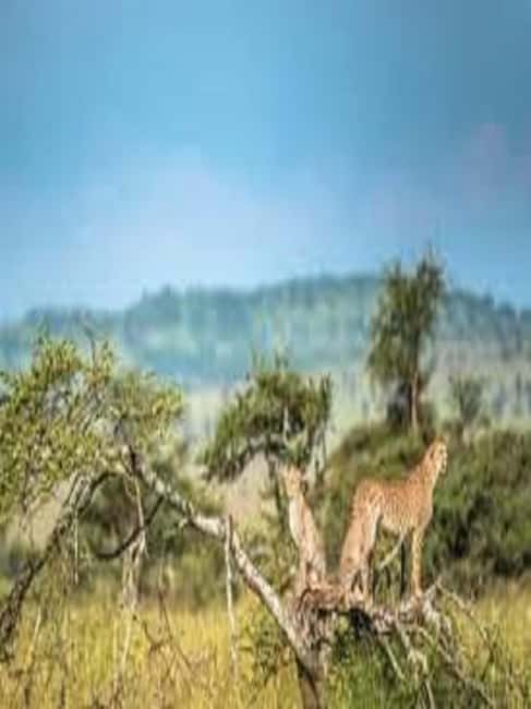 Image N°2 de Voyage d'une journée en Tanzanie - Safari de grande envergure - Aventures de faune et de flore activité à Région d'Arusha, publiée par le prestataire