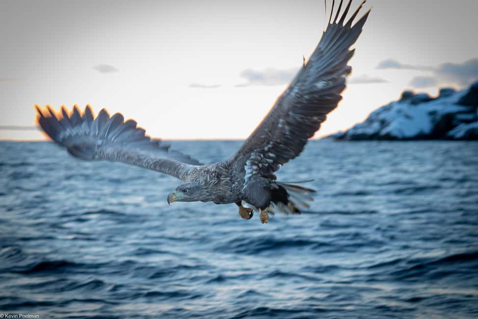 image n.2 of From Svolvær: RIB Boat Lofoten Trollfjord Sea Eagle Safari activity in Nordland County, uploaded by supplier