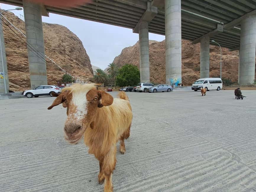 Immagine nº 4 di Da Muscat: Tour guidato di una notte nel campo del deserto attività a Regione al-Sharqiyya, caricata dal fornitore