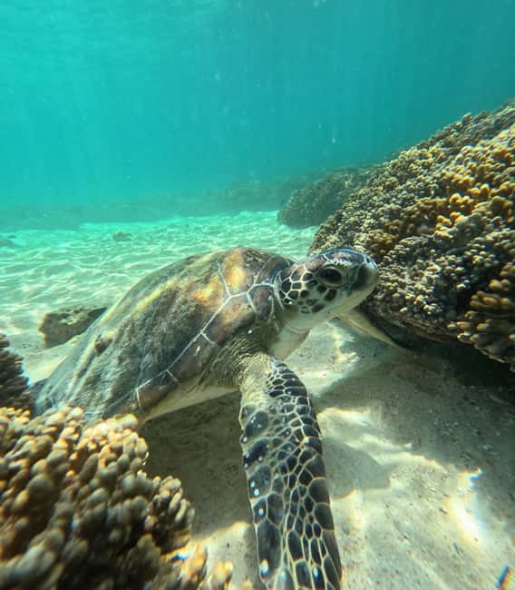 Immagine nº 6 di Muscat: Tour di snorkeling delle isole Daymaniat con rinfresco attività a Oman, caricata dal fornitore
