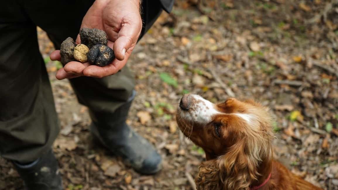 image n.1 of Tuscany: Truffle Hunting and Meal at a Winery activity in Florence, uploaded by supplier