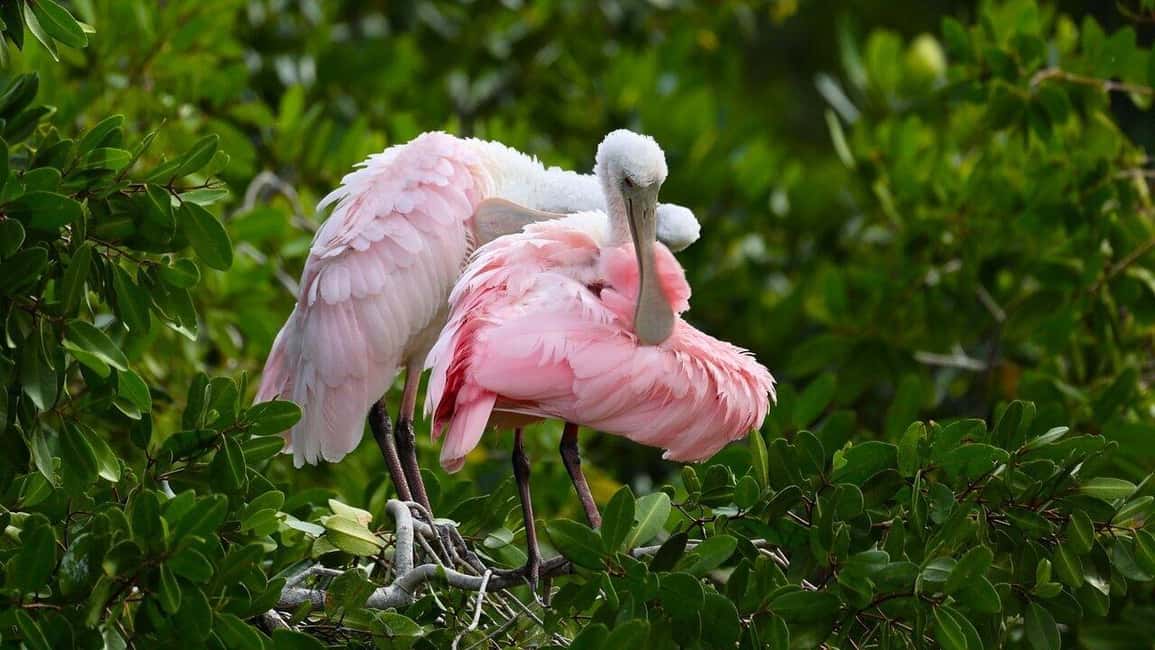 image n.2 of Merida: Celestun Boat Ride Mangrove Experience! Beach Time activity in Celestún, uploaded by supplier