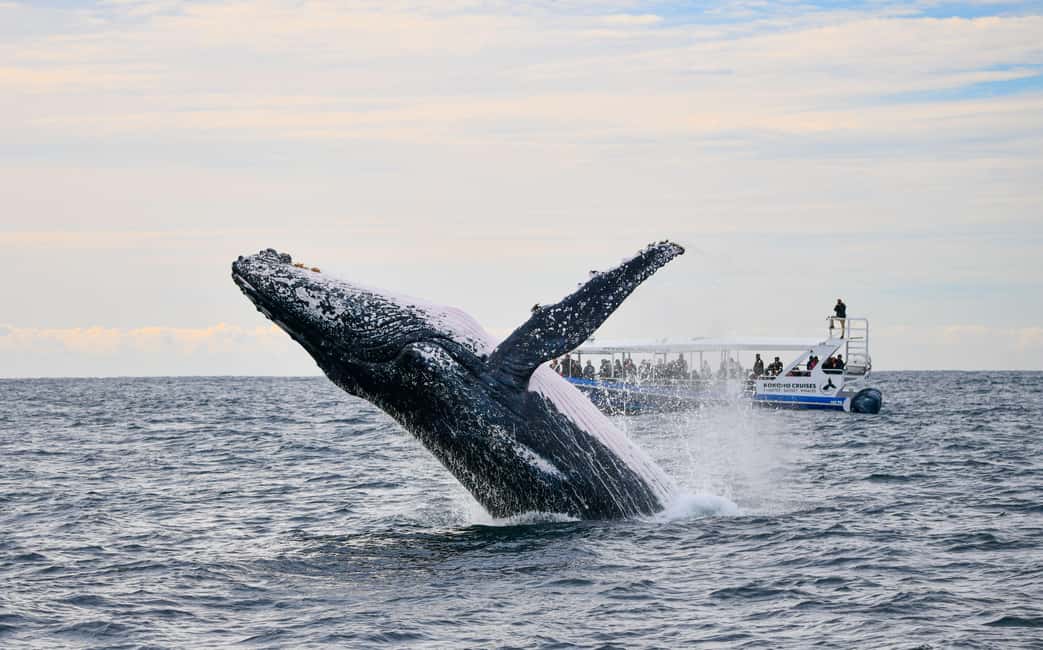 image n.2 of Gold Coast Whale Experience activity in Gold Coast, uploaded by supplier