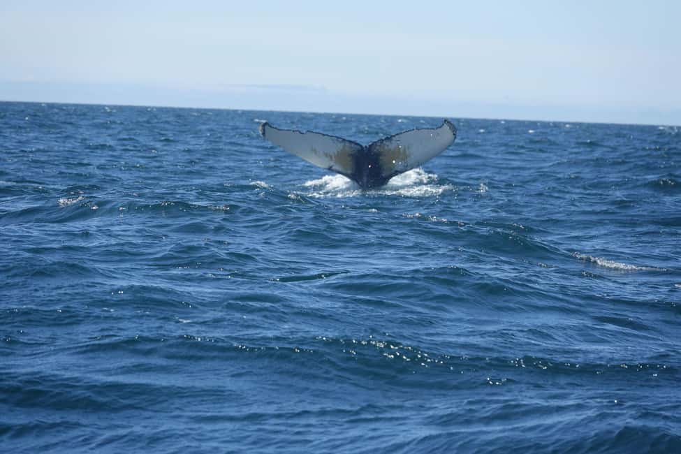 imagen n.º 14 de Reikiavik: Crucero de avistamiento de ballenas y vida marina actividad en Vesturland, subida por el proveedor