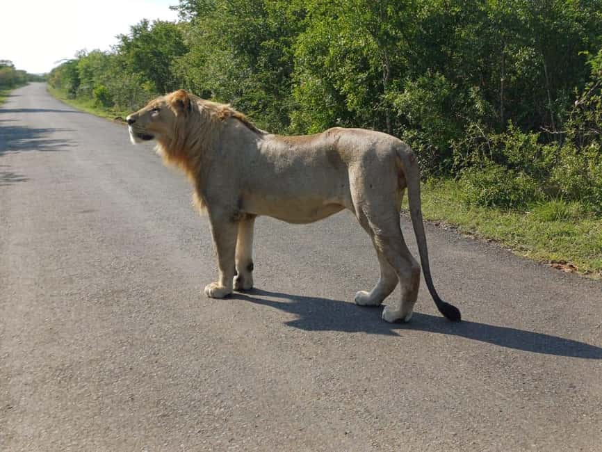 image n.27 of Hluhluwe-Imfolozi: Big 5 Full or Half-Day Safari activity in Hlabisa, uploaded by supplier