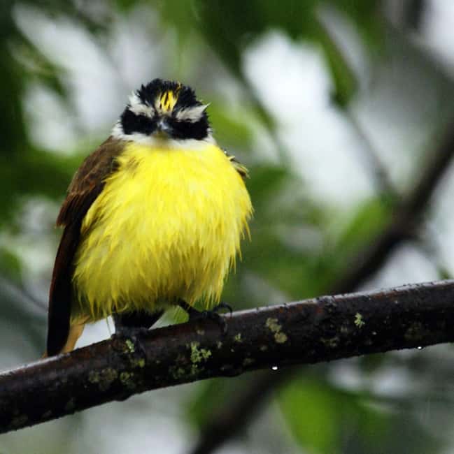 image n.54 of Carara National Park: Best Tour Carara National Park-One Day activity in Puntarenas Province, uploaded by supplier