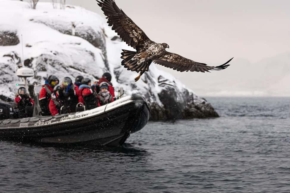 image n.7 of From Svolvær: RIB Boat Lofoten Trollfjord Sea Eagle Safari activity in Nordland County, uploaded by supplier