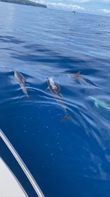 image n.10 of Rabo de Peixe: Cave Boat Tour on The North Coast activity in Ribeira Grande, uploaded by supplier