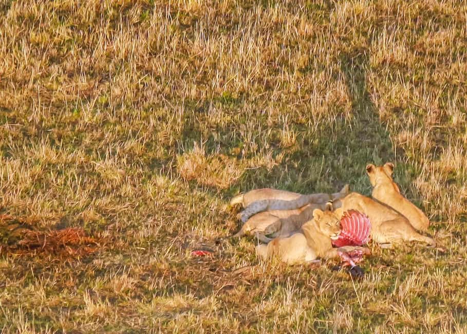image n.23 of Kampala: 2-Day Murchison Falls National Park Safari activity in Pader District, uploaded by supplier