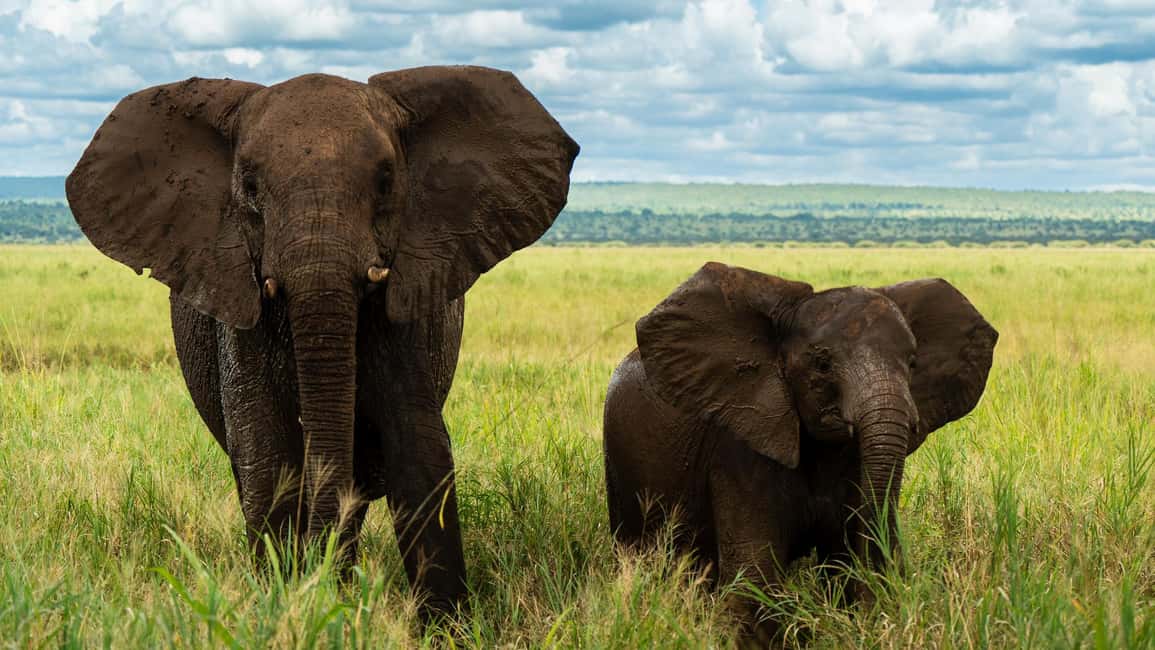 image n.19 of Zanzibar: 3-Day Northern Safari with Flights Included activity in Arusha (Region), uploaded by supplier