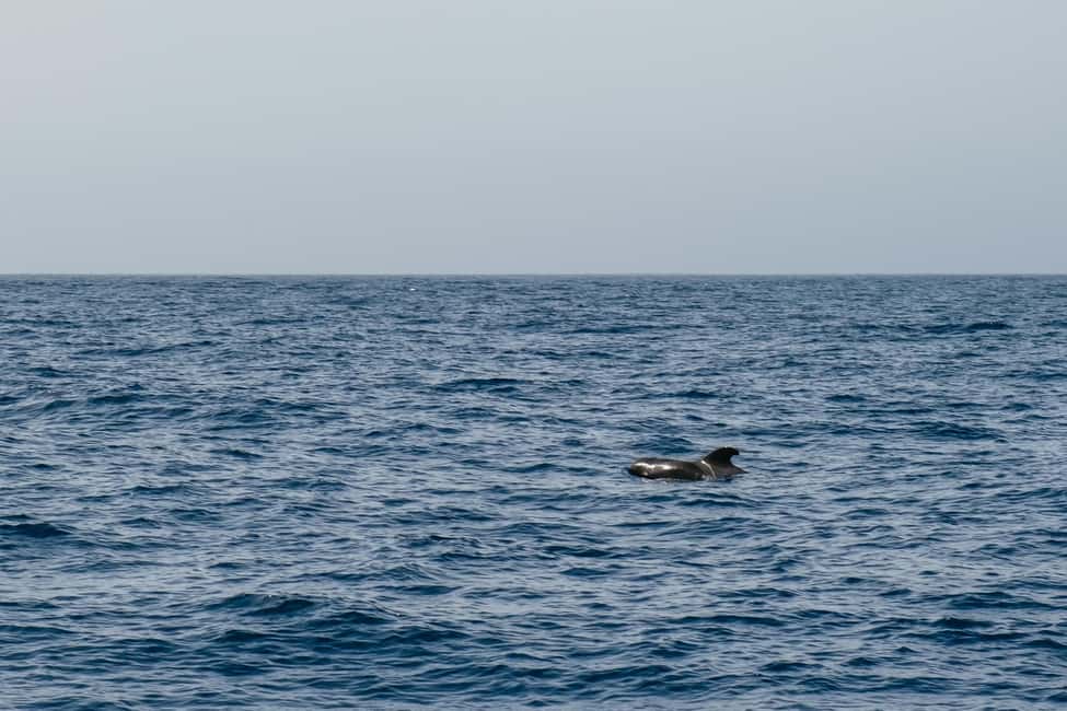 image n.13 of Costa Adeje: Whale & Dolphin Eco-Cruise with Snacks & Drinks activity in Costa Adeje, uploaded by supplier