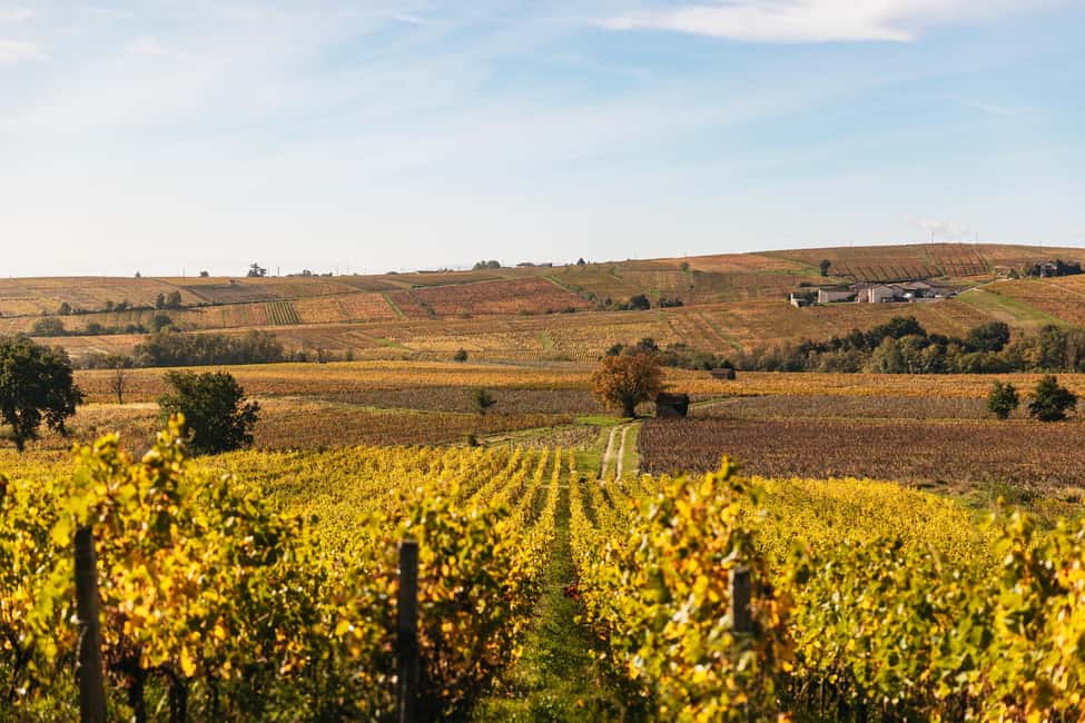imagen n.º 3 de Desde Lyon: Ruta del Vino Beaujolais con Degustaciones actividad en Lyon, subida por el proveedor