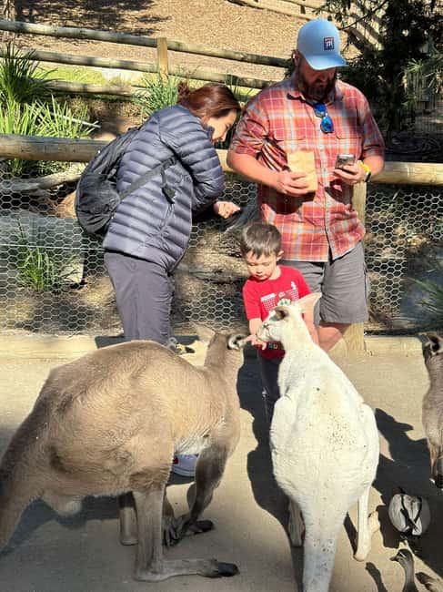 imagen n.º 6 de Desde Adelaida: Abraza a un Koala y Visita Histórica a Hahndorf actividad en Adelaida, subida por el proveedor