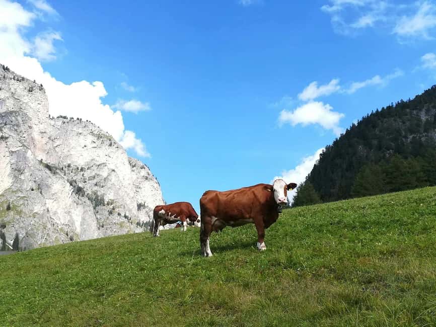 billede nr.4 af aktiviteten Grand Dolomites-tur til Fiemme & Fassa-dalene & Pordoi-passet i Veneto, uploadet af udbyder