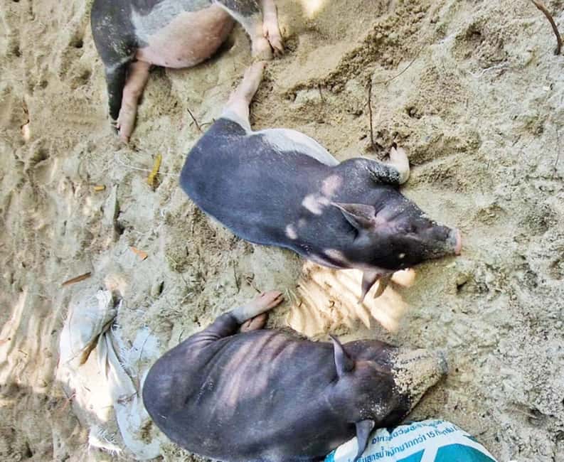 billede nr.5 af aktiviteten Ko Samui: Snorkling på Pig Island og speedbådstur til Koh Tan i Thailandbugten, uploadet af udbyder