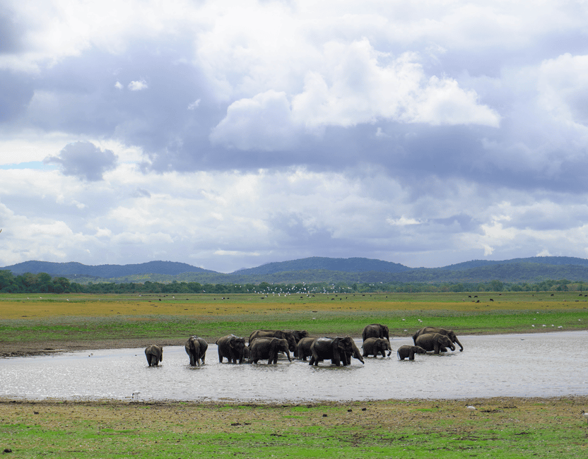 image n.17 of Kaudulla National Park Half Day Sri Lanka Jeep Safari activity in North Central Province, uploaded by supplier