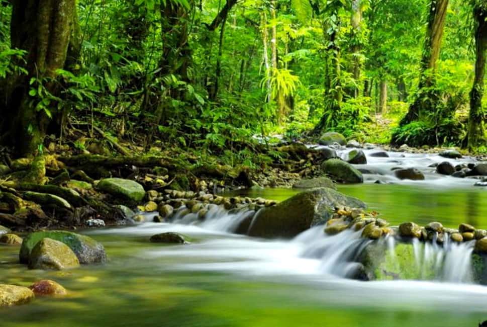 image n.6 of Cairns: Daintree, Mossman Gorge, & Cape Tribulation Day Trip activity in Queensland, uploaded by supplier