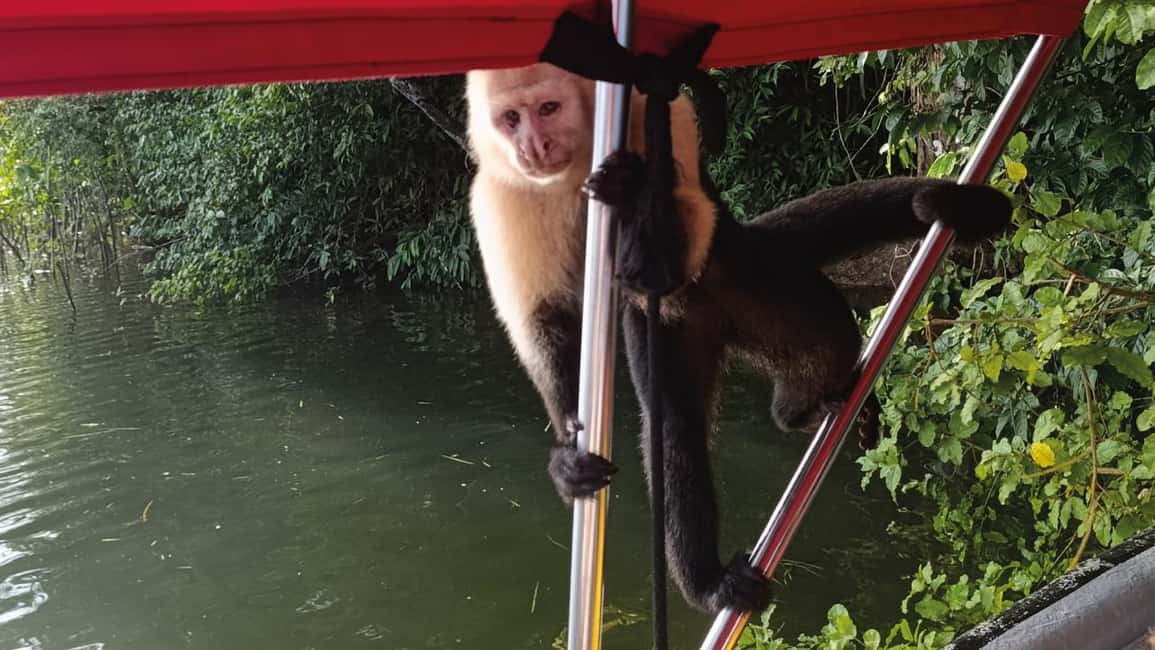 image n.6 of Panama Canal: Monkey Island and Jungle Hike Eco Tour activity in Colón Province, uploaded by supplier