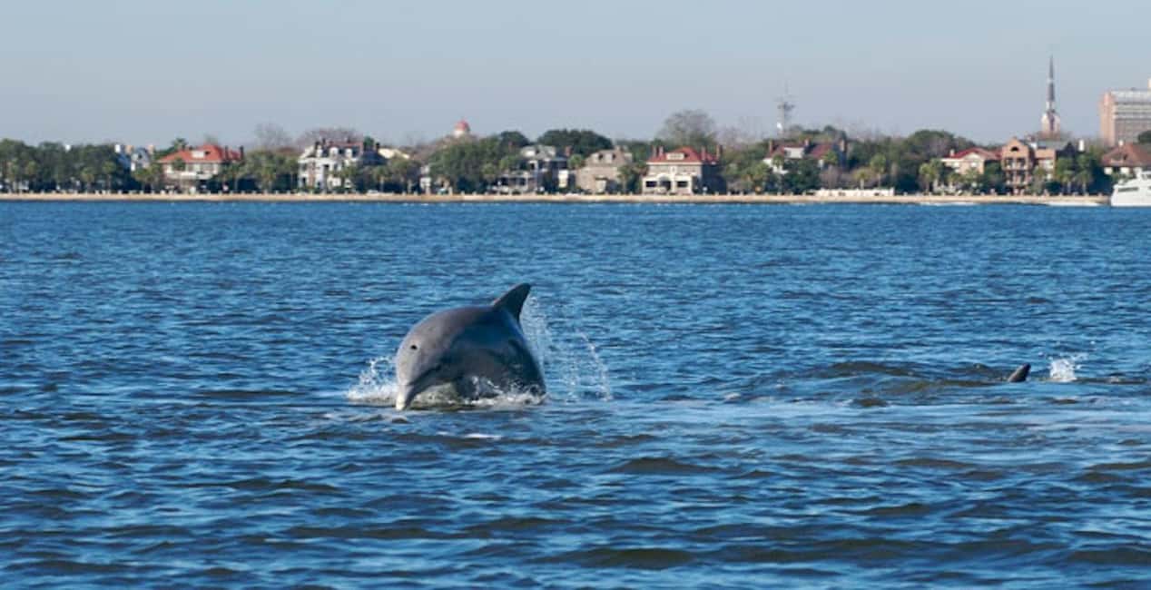 image n.4 of Charleston: Daytime or Sunset Historic Harbor Cruise activity in Charleston, uploaded by supplier
