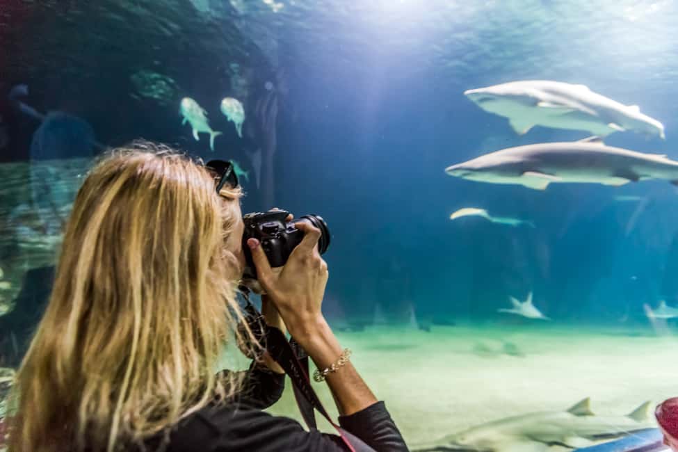 image n.10 of Valencia: Oceanogràfic Entry Ticket activity in Valencia, uploaded by supplier