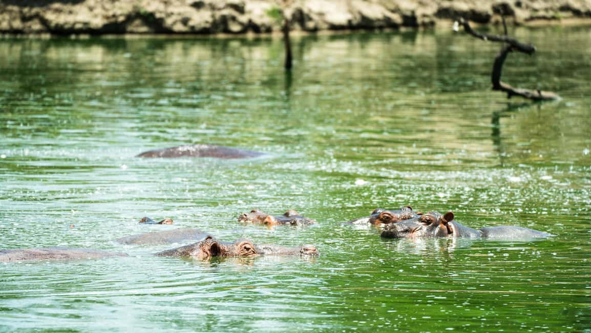 image n.38 of From Zanzibar: Day Selous Game Reserve Safari with Flights activity in Morogoro Region, uploaded by supplier