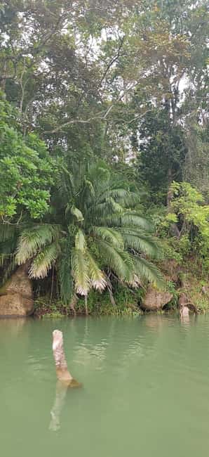 image n.17 of Panama City: Guided Jungle Adventure with Gatun Lake Cruise activity in Colón Province, uploaded by supplier