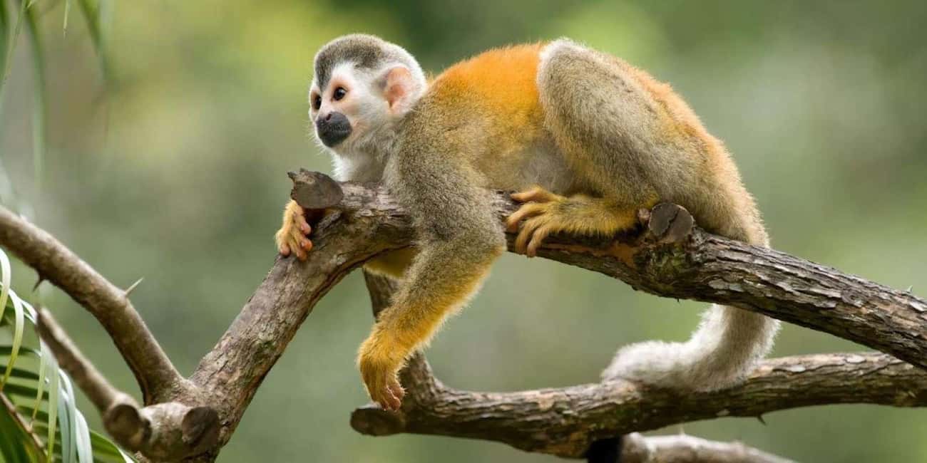 image n.3 of Iquitos: Monkey Island and Native Village Day Tour activity in Huanuco Region, uploaded by supplier