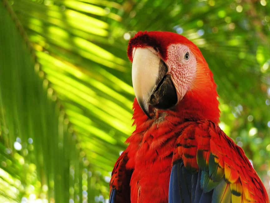 image n.30 of Carara National Park: Best Tour Carara National Park-One Day activity in Puntarenas Province, uploaded by supplier