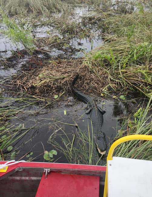 bild nr.10 av Miami: Everglades Airboat Eco Tour med lyxig transport aktivitet i Florida, uppladdad av arrangören