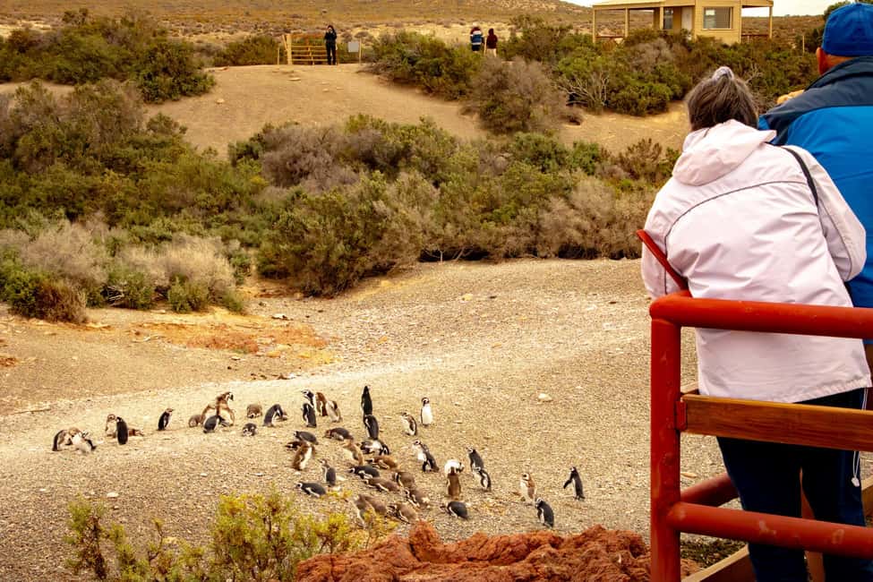 Bild Nr. 1 von Puerto Madryn: Punta Tombo Wandern unter Pinguinen erleben Aktivität in Chubut Provinz, hochgeladen vom Anbieter