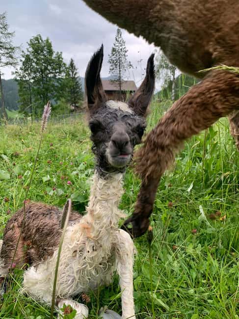 Bild Nr. 20 von Triesenberg: Spaziergang mit Lamas in den Bergen Aktivität in Triesenberg, hochgeladen vom Anbieter