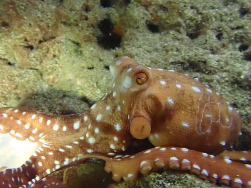 image n.1 of Night Snorkeling: An unforgettable experience! activity in Madeira, uploaded by supplier