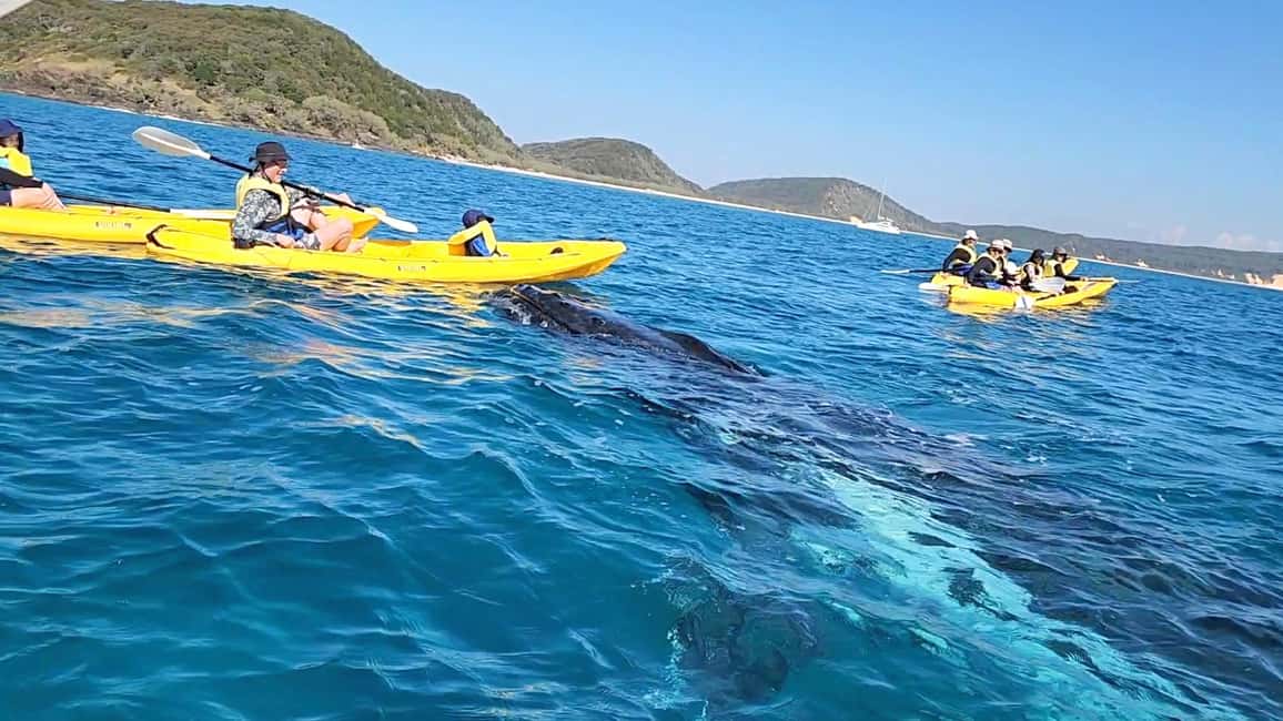 Image N°2 de Observation des baleines en kayak de mer + aventure sur la Great Beach Drive activité à Région de Gympie, publiée par le prestataire