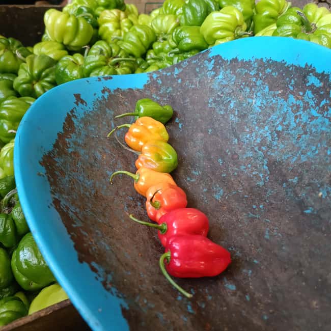 image n.20 of Cook Yucatán Food with your Merida Mom! (PDF Included!) activity in Mérida, uploaded by supplier