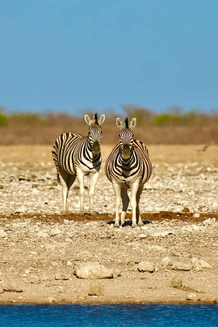 afbeelding n.4 van 4 dagen Etosha National Park en Swakopmund Lodging activiteit in Kunene-regio, geüpload door aanbieder