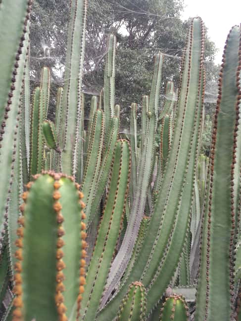 image n.18 of Private Bandama Caldera, Botanic Garden(/Wine*), Old Town activity in Las Palmas, uploaded by supplier