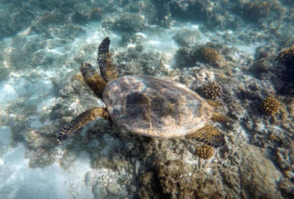 image n.3 of Cabo Pulmo Snorkeling activity in Baja California Sur, uploaded by supplier