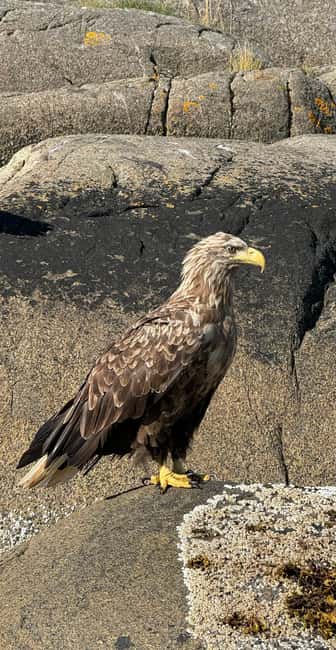 image n.10 of From Svolvær: RIB Boat Lofoten Trollfjord Sea Eagle Safari activity in Nordland County, uploaded by supplier