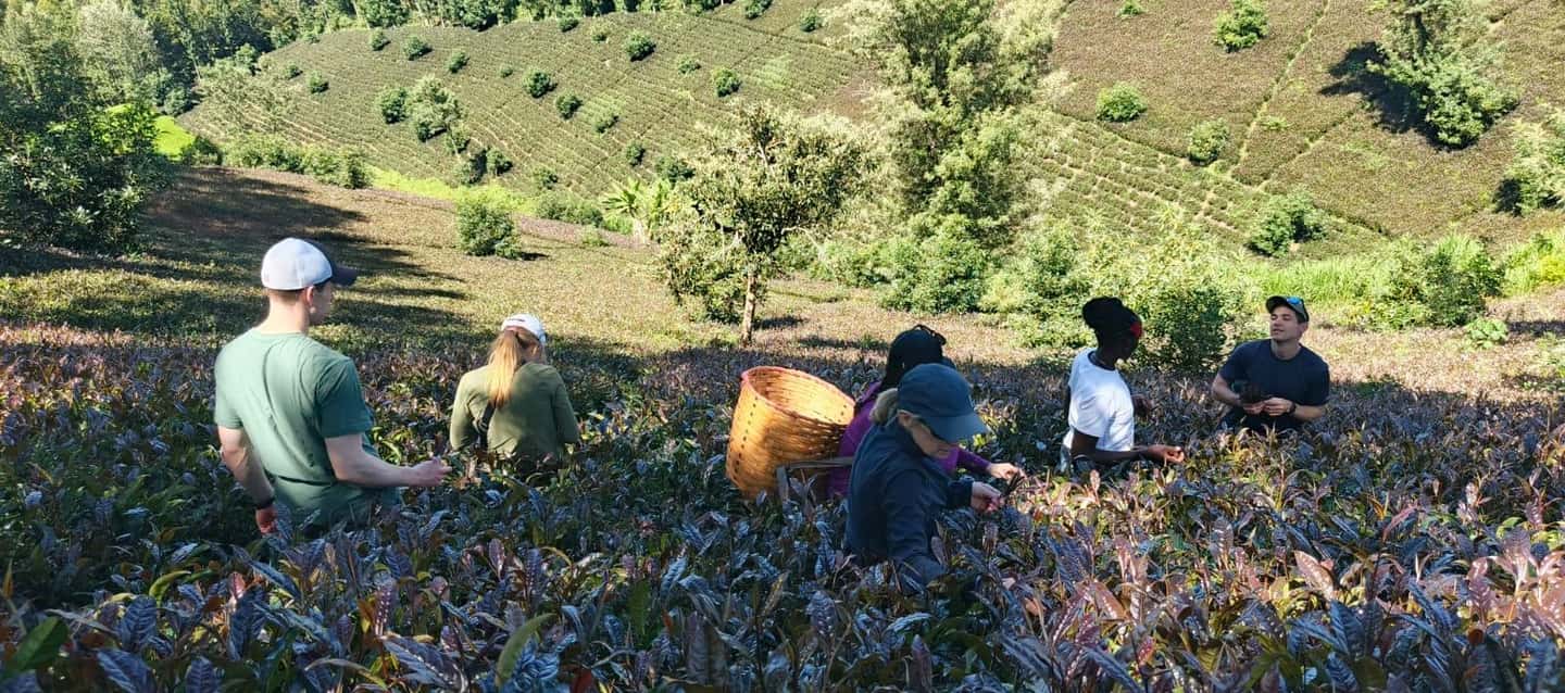 image n.1 of Purple Tea Farm Tour from Nairobi - Explore Gatura Greens activity in Thika, uploaded by supplier