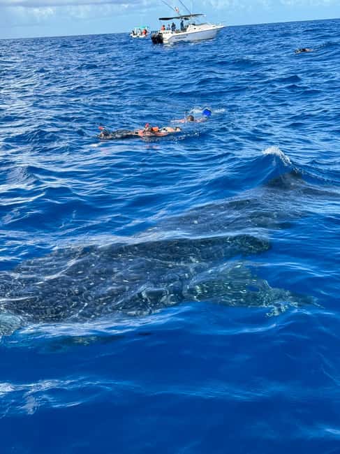 image n.10 of Whale Shark swimming ocean safari all included tour activity in Quintana Roo, uploaded by supplier