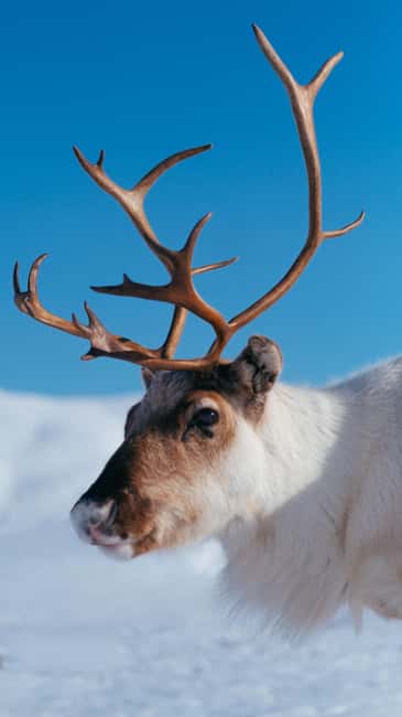 image n.3 of Tromsø: Reindeer Experience at a Sami Camp activity in Tromsø, uploaded by supplier