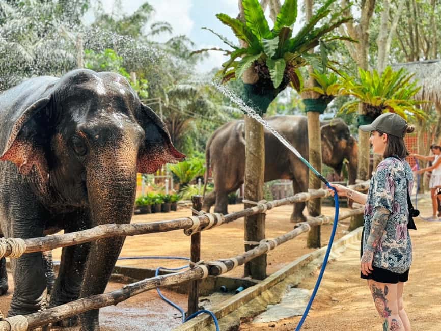 image n.5 of Koh Samui: Ethical Elephant Home Guided Tour with Transfers activity in Surat Thani City, uploaded by supplier